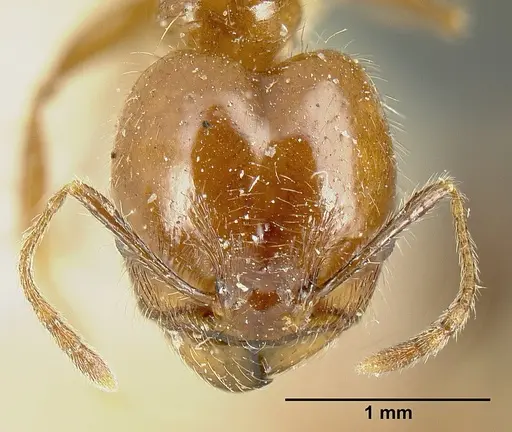 Pheidole diana - JTLC000014082