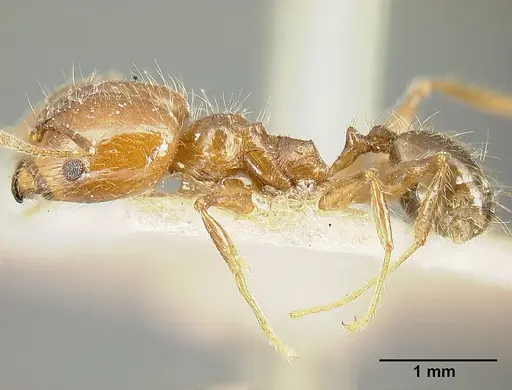 Pheidole diana - JTLC000014082