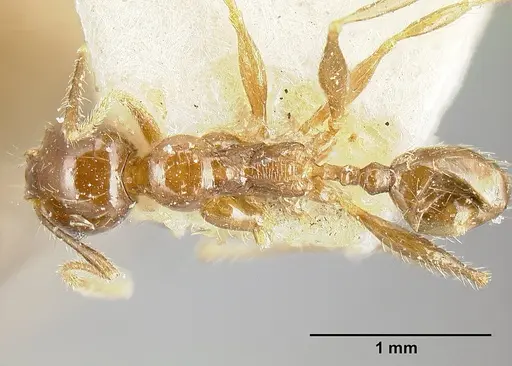 Pheidole diana - JTLC000014083