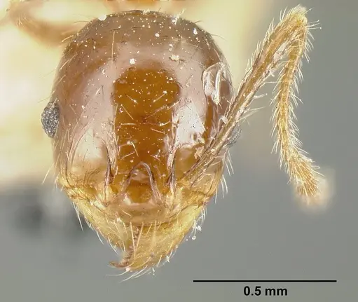 Pheidole diana - JTLC000014083