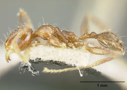 Pheidole diana - JTLC000014083