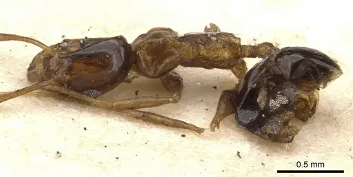 Pheidole diffidens specimen