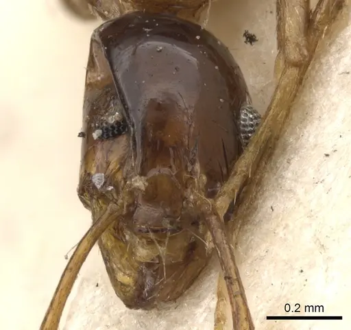 Pheidole diffidens specimen