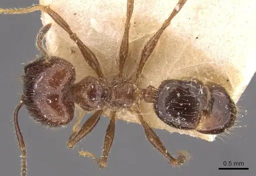 Pheidole dione specimen