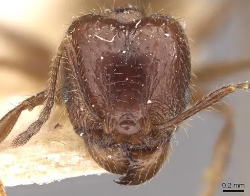 Pheidole dione specimen