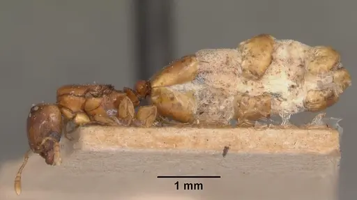 Pheidole dispar specimen