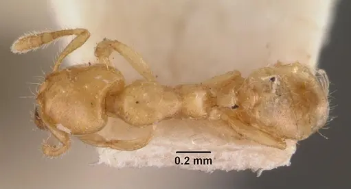 Pheidole dispar - CASENT0102458