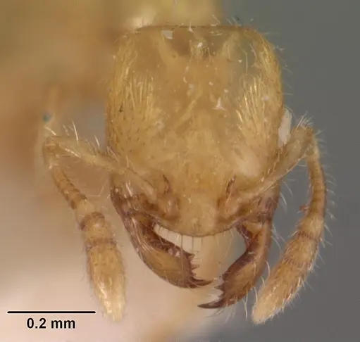 Pheidole dispar - CASENT0102458