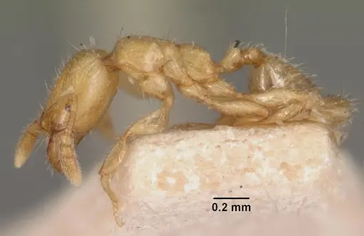 Pheidole dispar - CASENT0102458