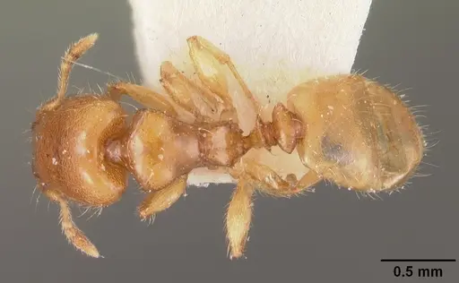 Pheidole dispar - CASENT0102459