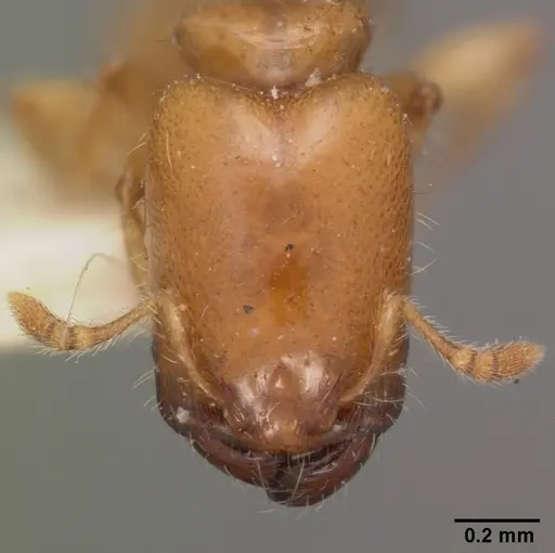 Pheidole dispar - CASENT0102459