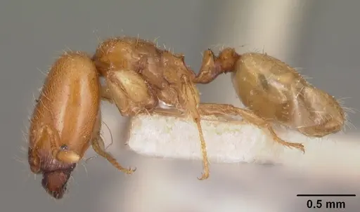 Pheidole dispar - CASENT0102459