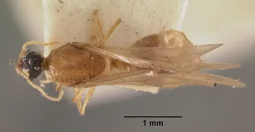Pheidole dispar - CASENT0102460