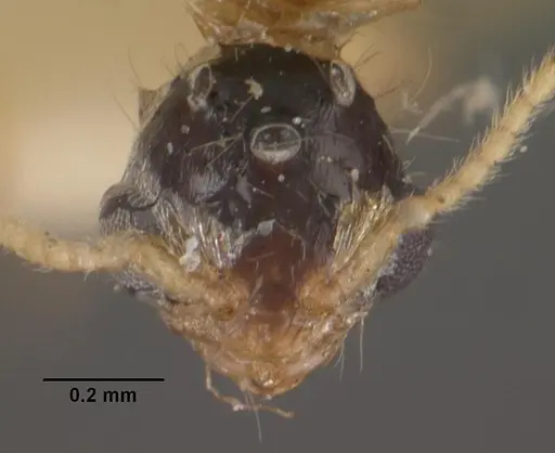 Pheidole dispar - CASENT0102460
