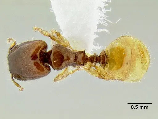Pheidole dispar - CASENT0106247