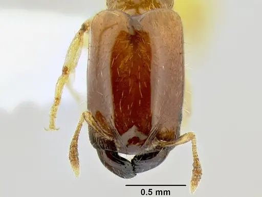 Pheidole dispar - CASENT0106247