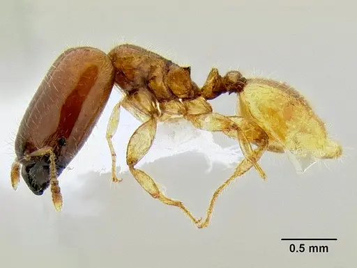 Pheidole dispar - CASENT0106247