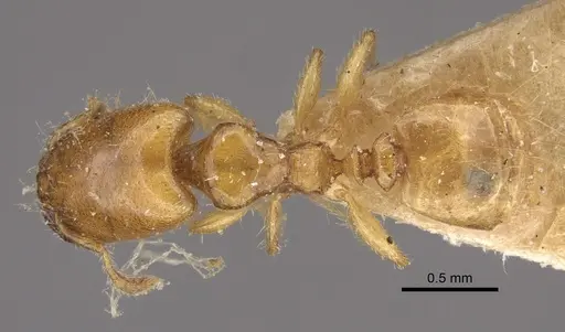 Pheidole dispar - CASENT0917761