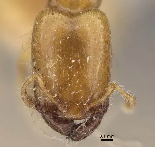 Pheidole dispar - CASENT0917761