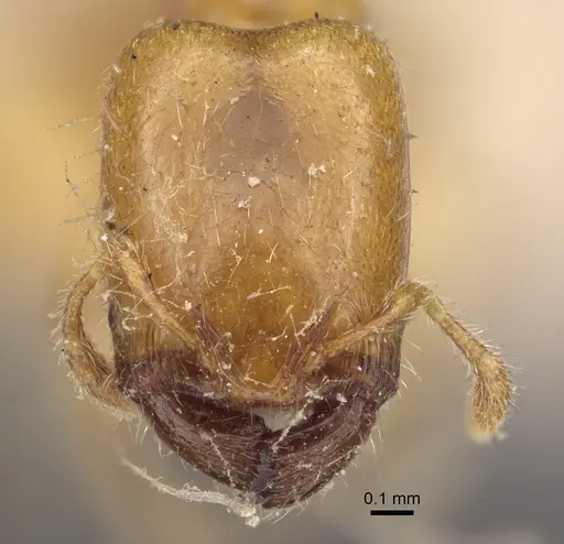Pheidole dispar - CASENT0917761