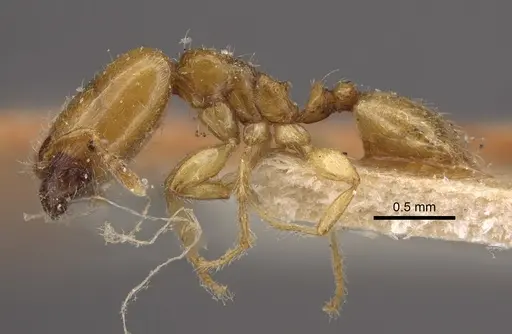 Pheidole dispar - CASENT0917761
