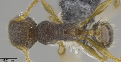 Pheidole distincta specimen