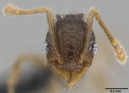 Pheidole distincta specimen