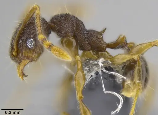 Pheidole distincta specimen