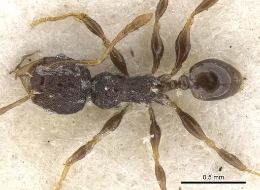 Pheidole distincta - CASENT0901535