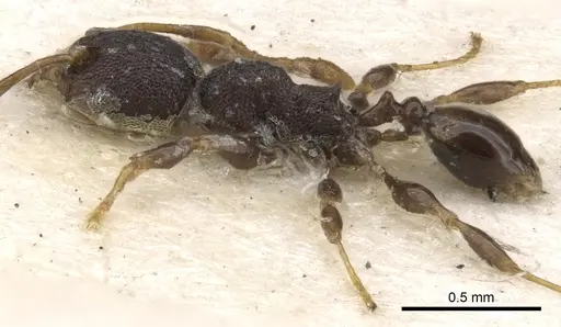 Pheidole distincta - CASENT0901535