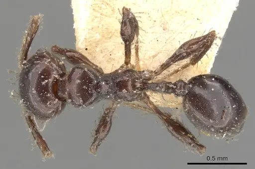 Pheidole distorta specimen