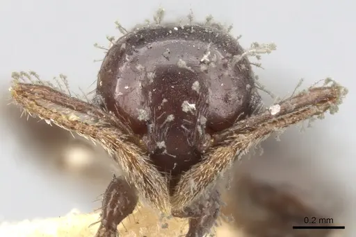Pheidole distorta specimen