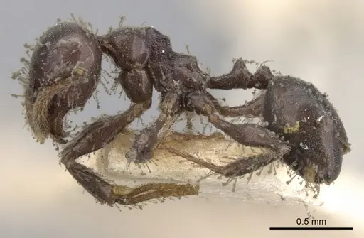 Pheidole distorta specimen