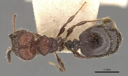 Pheidole distorta - CASENT0908309