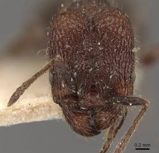 Pheidole distorta - CASENT0908309