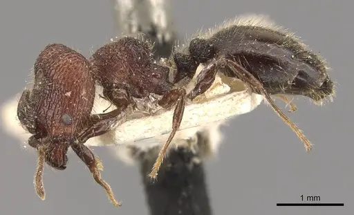 Pheidole distorta - CASENT0908309