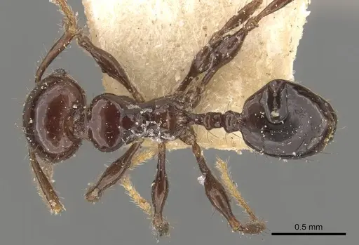 Pheidole distorta - CASENT0908310