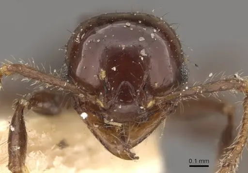 Pheidole distorta - CASENT0908310