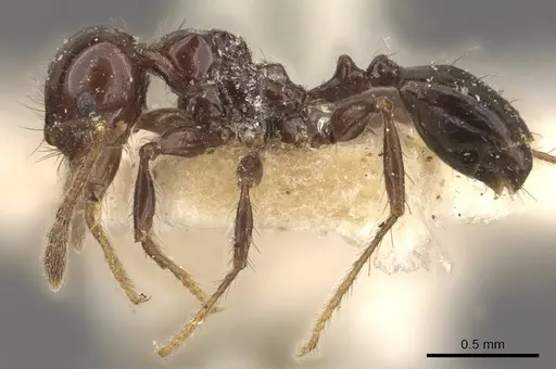 Pheidole distorta - CASENT0908310
