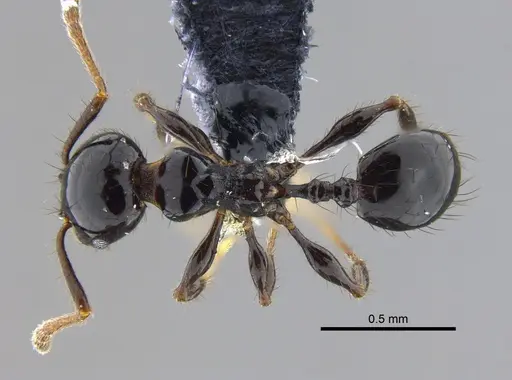 Pheidole distorta - CBUMAGENT42032