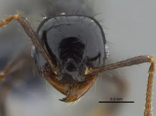 Pheidole distorta - CBUMAGENT42032