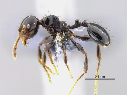 Pheidole distorta - CBUMAGENT42032