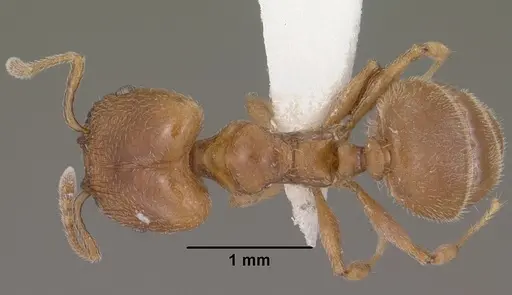 Pheidole diversipilosa specimen