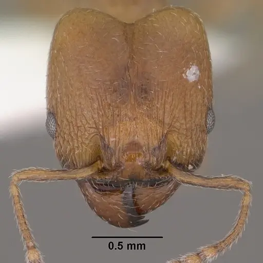 Pheidole diversipilosa specimen