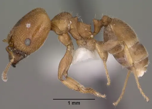 Pheidole diversipilosa specimen
