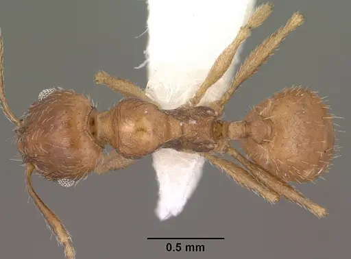 Pheidole diversipilosa - CASENT0102875