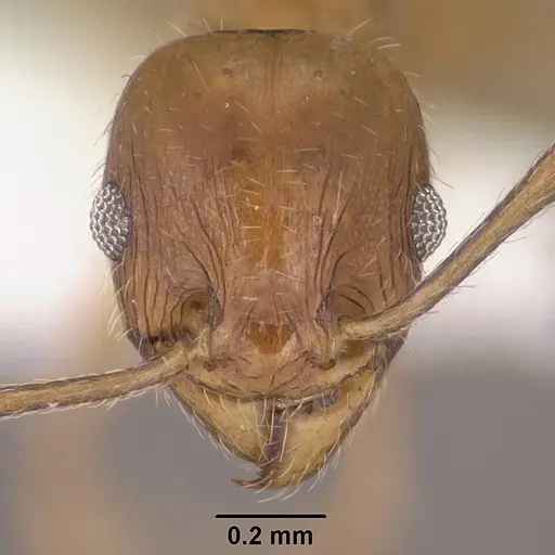 Pheidole diversipilosa - CASENT0102875