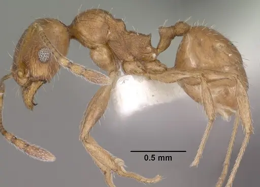 Pheidole diversipilosa - CASENT0102875