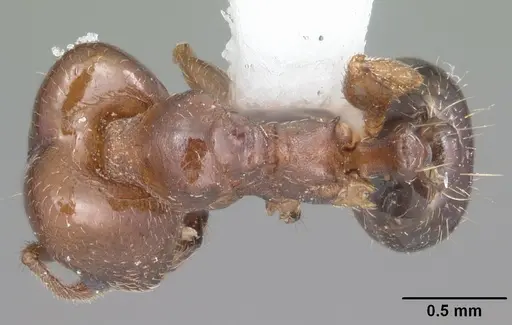 Pheidole diversipilosa - CASENT0104395