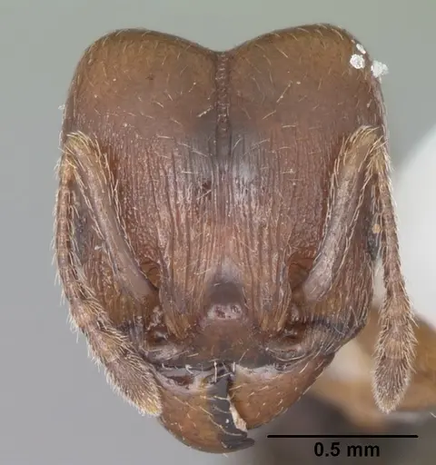 Pheidole diversipilosa - CASENT0104395